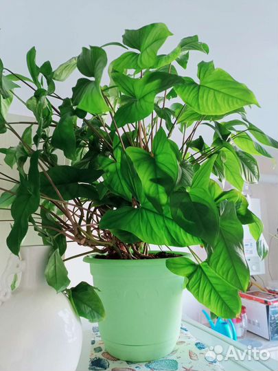 Продам цветы комнатные