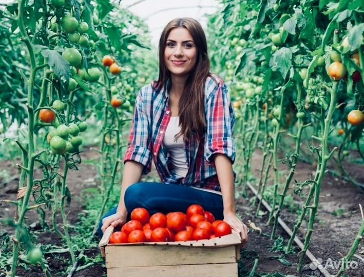 Вахта Тула с жильем от 25 смен Фасовщики в теплицу