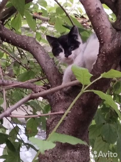Отдам кота в добрые руки