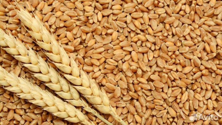 Пшеница