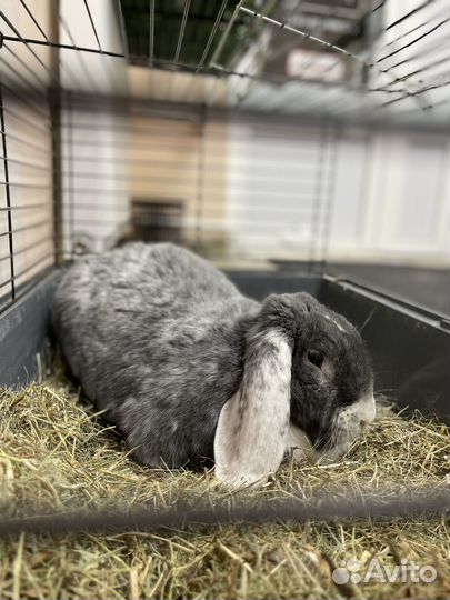 Стрижка собак и кошек на дому