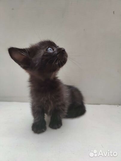 Кошечка Манчкин стандарт