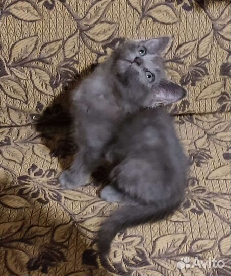 Прекрасный котёнок (мальчик) голубого окраса