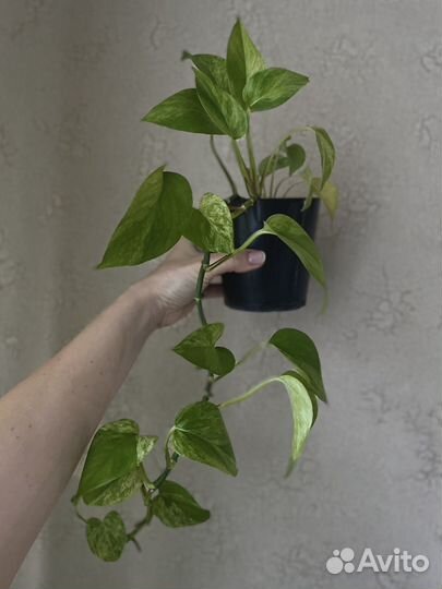 Сциндапсус эпиппремнум комнатный цветок