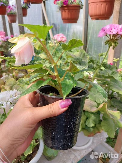 Бегония белекония