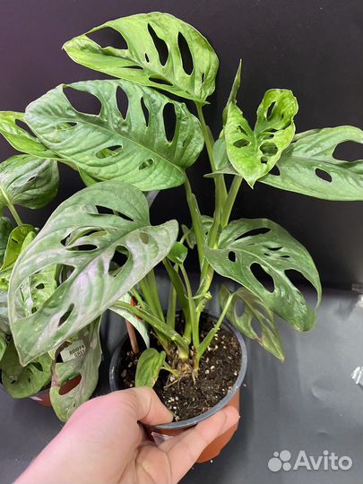 Монстера адансона