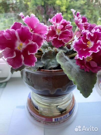 Фиалки детки и укорененные листы, стрептикарпус