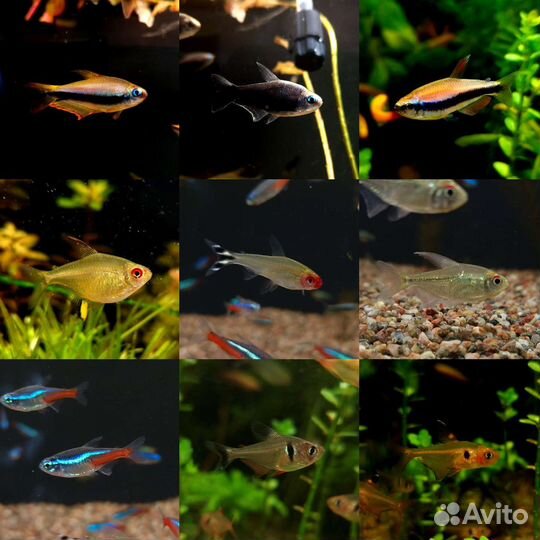 Рыба поступление, аквариумы и грунты (19.08)