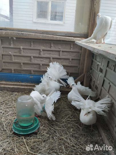 Голуби павлины