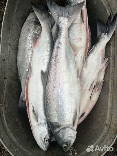 Красная икра Кета, 5минутка. Чукотка, 5-6.08. 23г