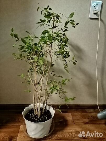 Домашние цветы