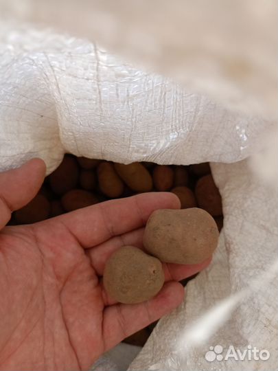 Картофель мелкий на корм скоту