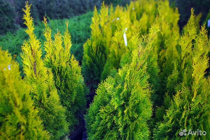 Туи с доставкой