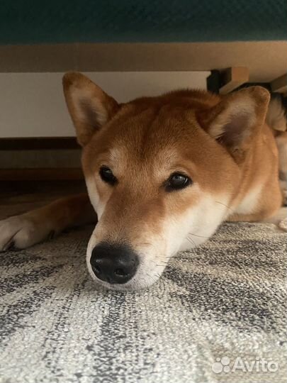 Собака для фотосессии сиба ину