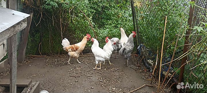 Продам молодых петухов