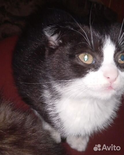 2 котёнка 2 месяца кошечки