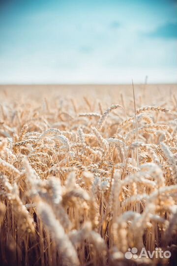 Пшеница фураж сухая