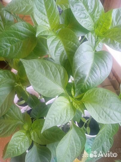 Перец острый