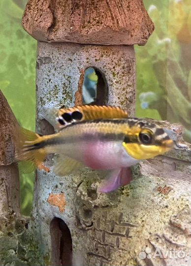 Пельвикахромис,попугайчик