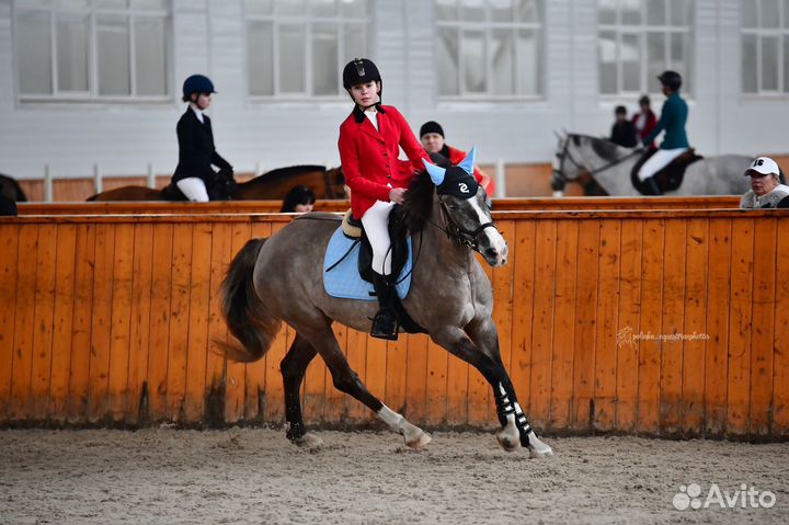 Продается кобыла