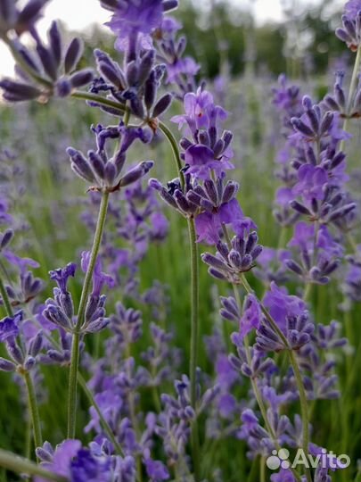 Лаванда