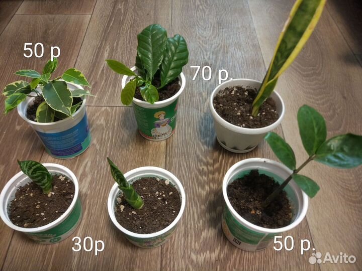 Комнатные растения