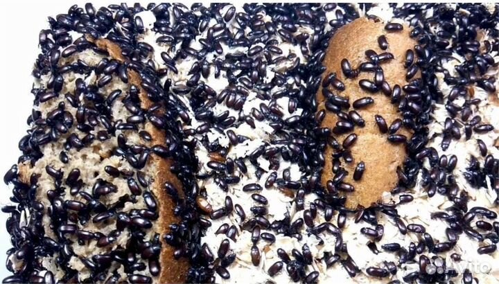 Жук знахарь