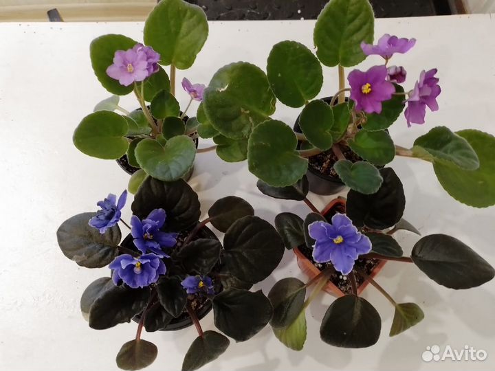 Комнатные цветы цветущие