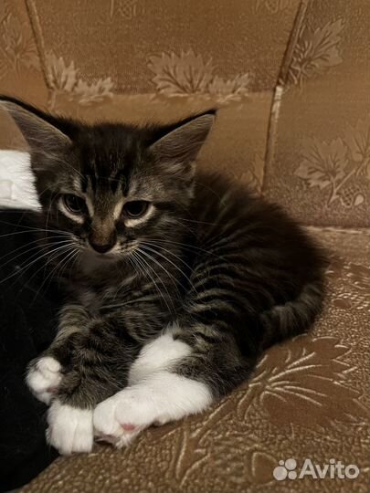 Котята отдам бесплатно