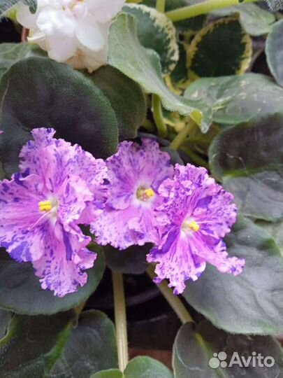 Сортовые фиалки