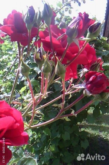 Саженцы, цветы многолетники