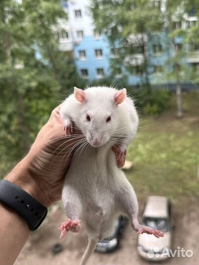 Крысы декоративные