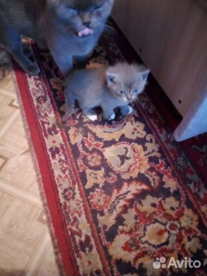 Котята отдам в добрые руки бесплатно,мама британка