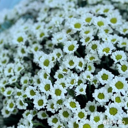 Букет из 11 хризантем Сантини