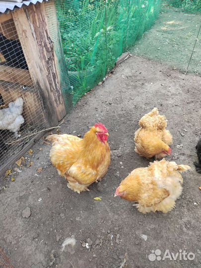 Куры брама кохинхин