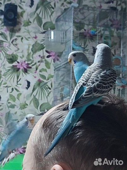 Продам волнистых попугаев