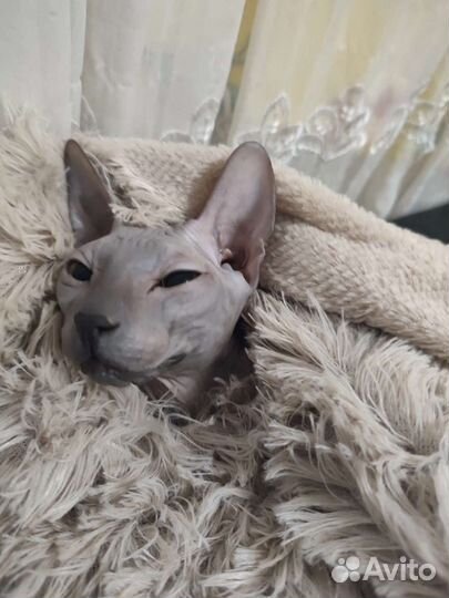 Донской сфинкс девочка