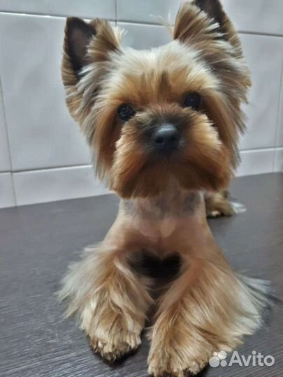 Вязка йоркширский терьер мини