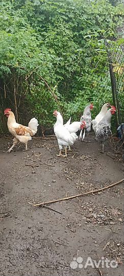 Продам молодых петухов