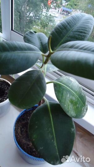 Цветы комнатные разные с горшком