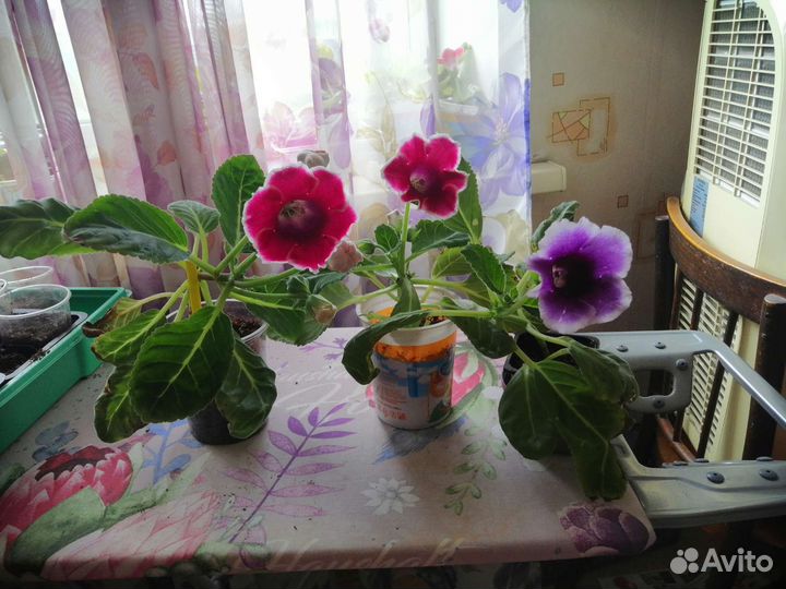 Глоксиния цветущая