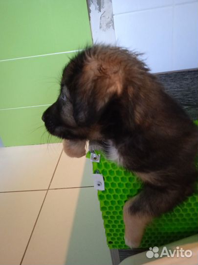 Щенок (мальчик) в добрые руки