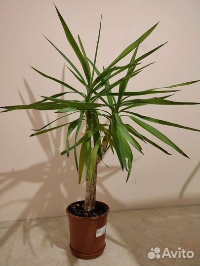 Юкка растение 90/110 см