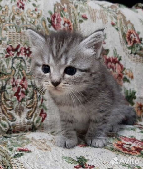 Котята домашние