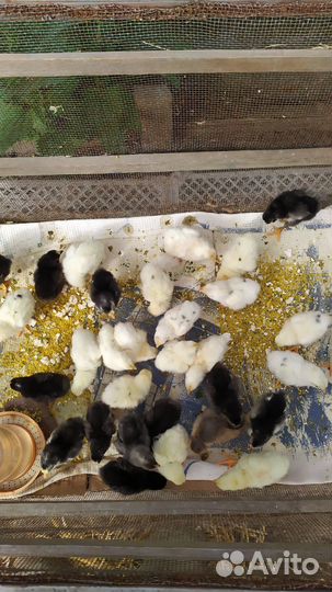 Яйца инкубационные