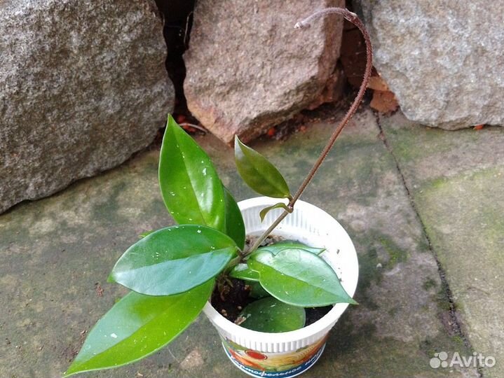 Суккуленты разные