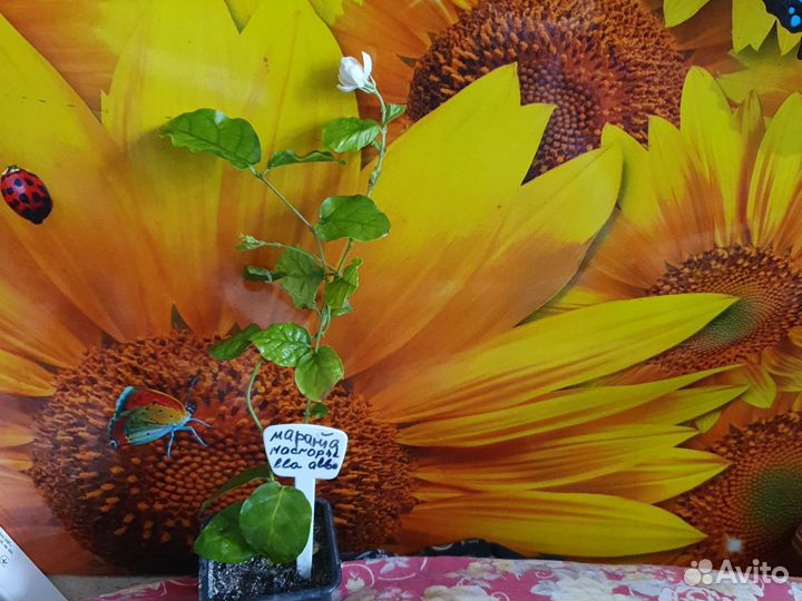 Жасмин махровый для вашего дома