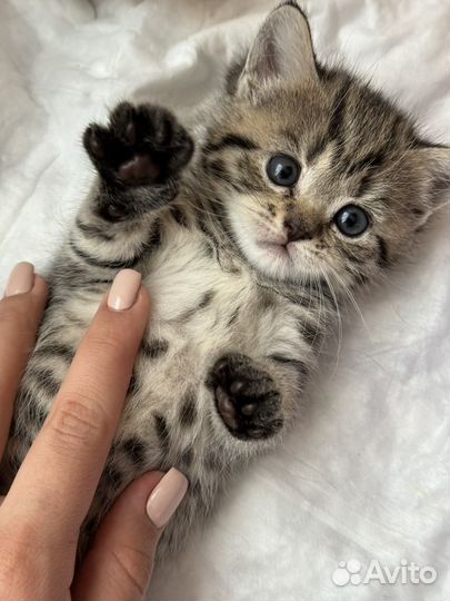 Британские котята