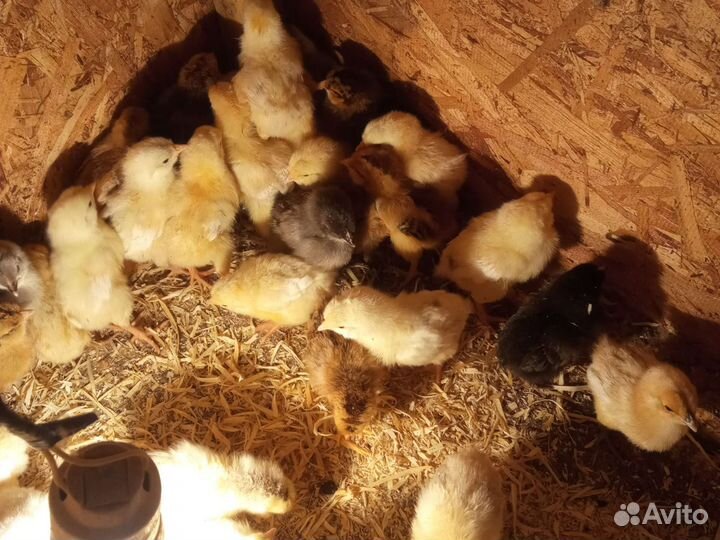 Цыплята помесные