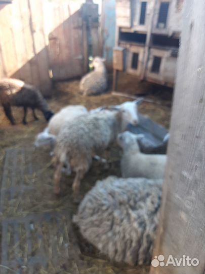 Продаются молодые барашки